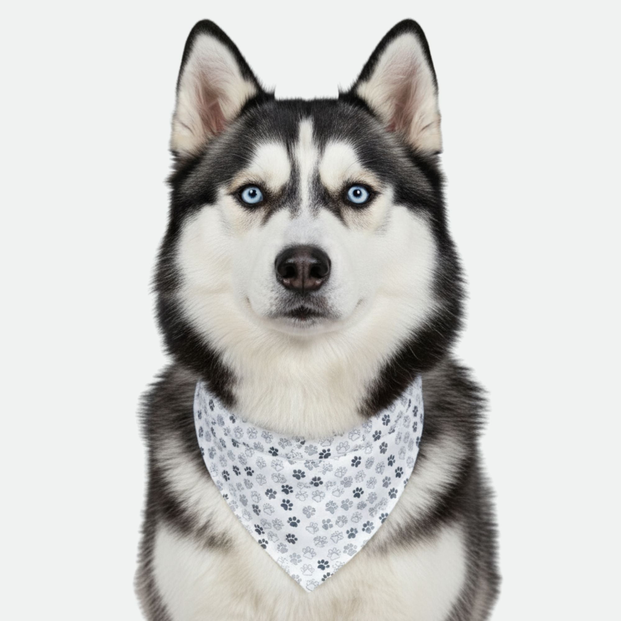 Bandana - Pawsh