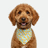 Bandana - Pawsh