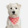 Bandana - Pawsh