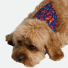 Bandana - Pawsh
