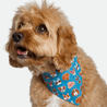 Bandana - Pawsh