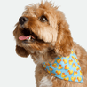 Bandana - Pawsh