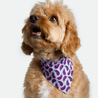 Bandana - Pawsh