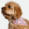 Bandana - Pawsh