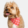 Bandana - Pawsh