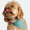 Bandana - Pawsh